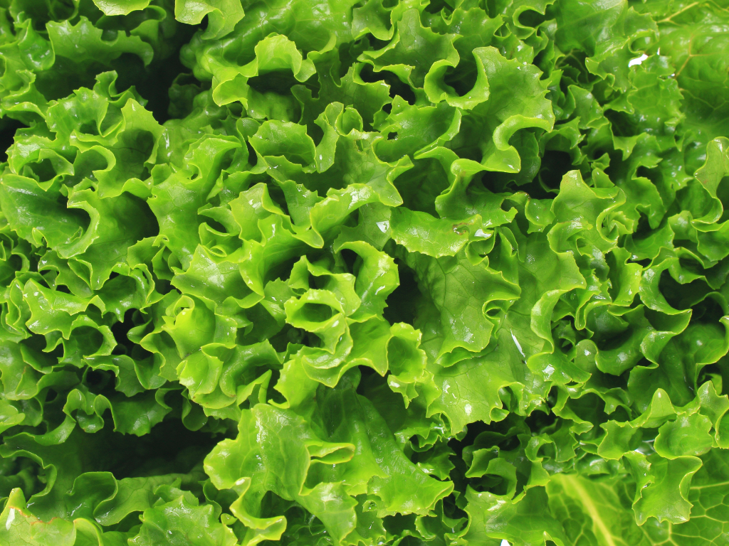 Lettuce